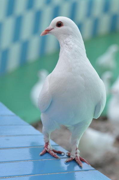 点击大图看下一张：鸽子情缘
