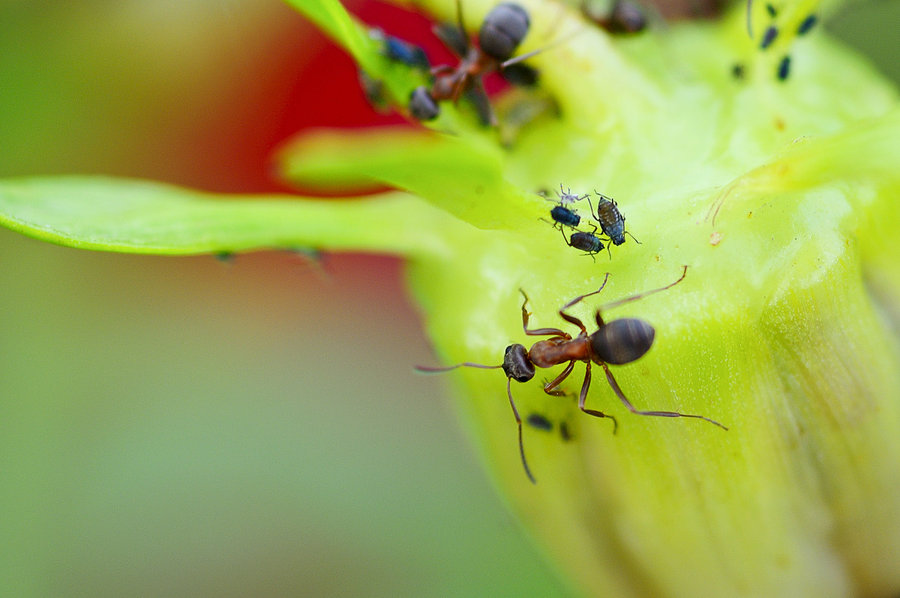 点击大图看下一张：蚂蚁总动员