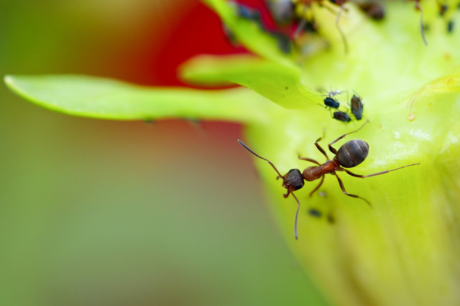 点击大图看下一张：蚂蚁总动员
