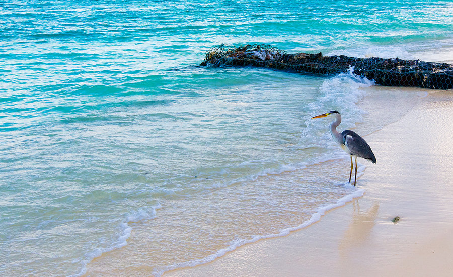 点击大图看下一张：沙滩寻鱼的鸟