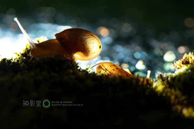 点击大图看下一张：蜗牛的微世界