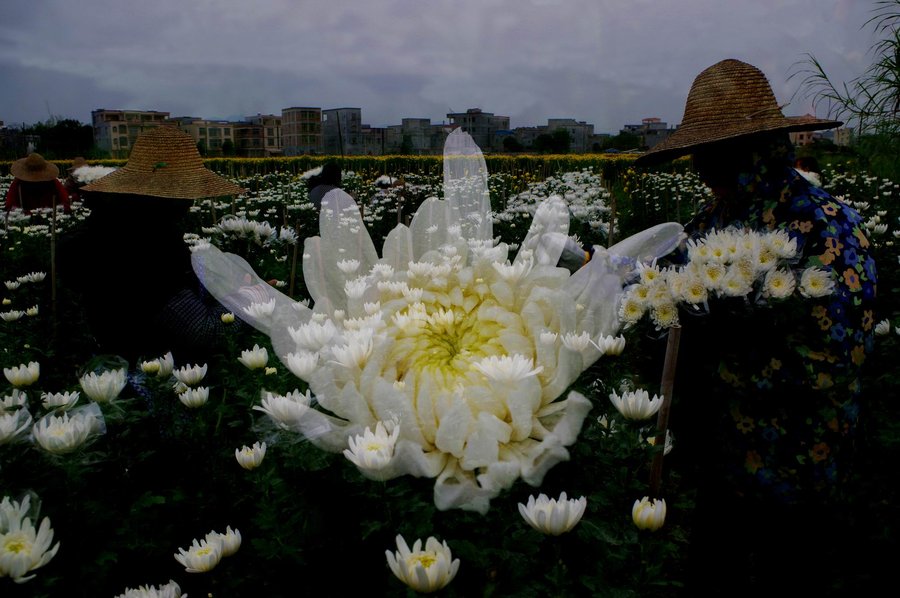 点击大图看下一张：采菊东篱下，悠然见南山