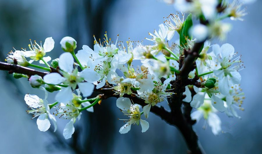 点击大图看下一张：梨花吹雪赏析