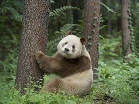 罕见棕白色大熊猫