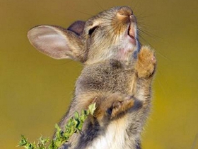 一只野兔吃到带刺的草后