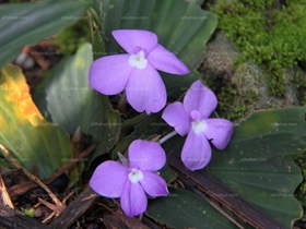 紫花山柰图片