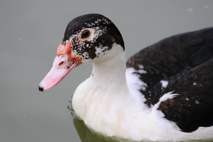 点击大图看下一张：非洲雁人工饲养