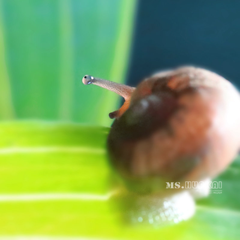 点击大图看下一张：蜗牛爱美丽