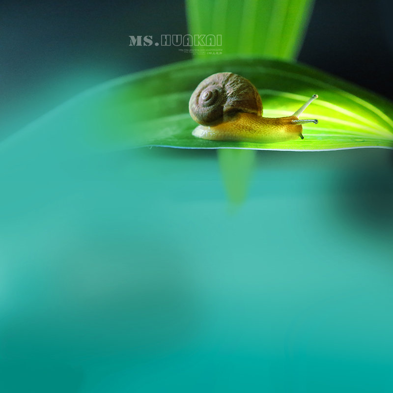 点击大图看下一张：蜗牛爱美丽