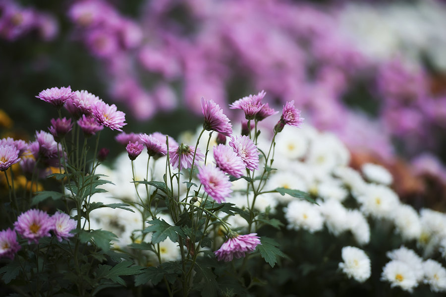 点击大图看下一张：秋菊图片图片