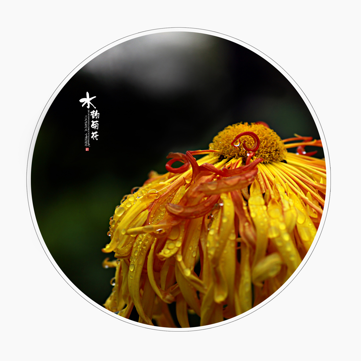 点击大图看下一张：水韵菊花赏析