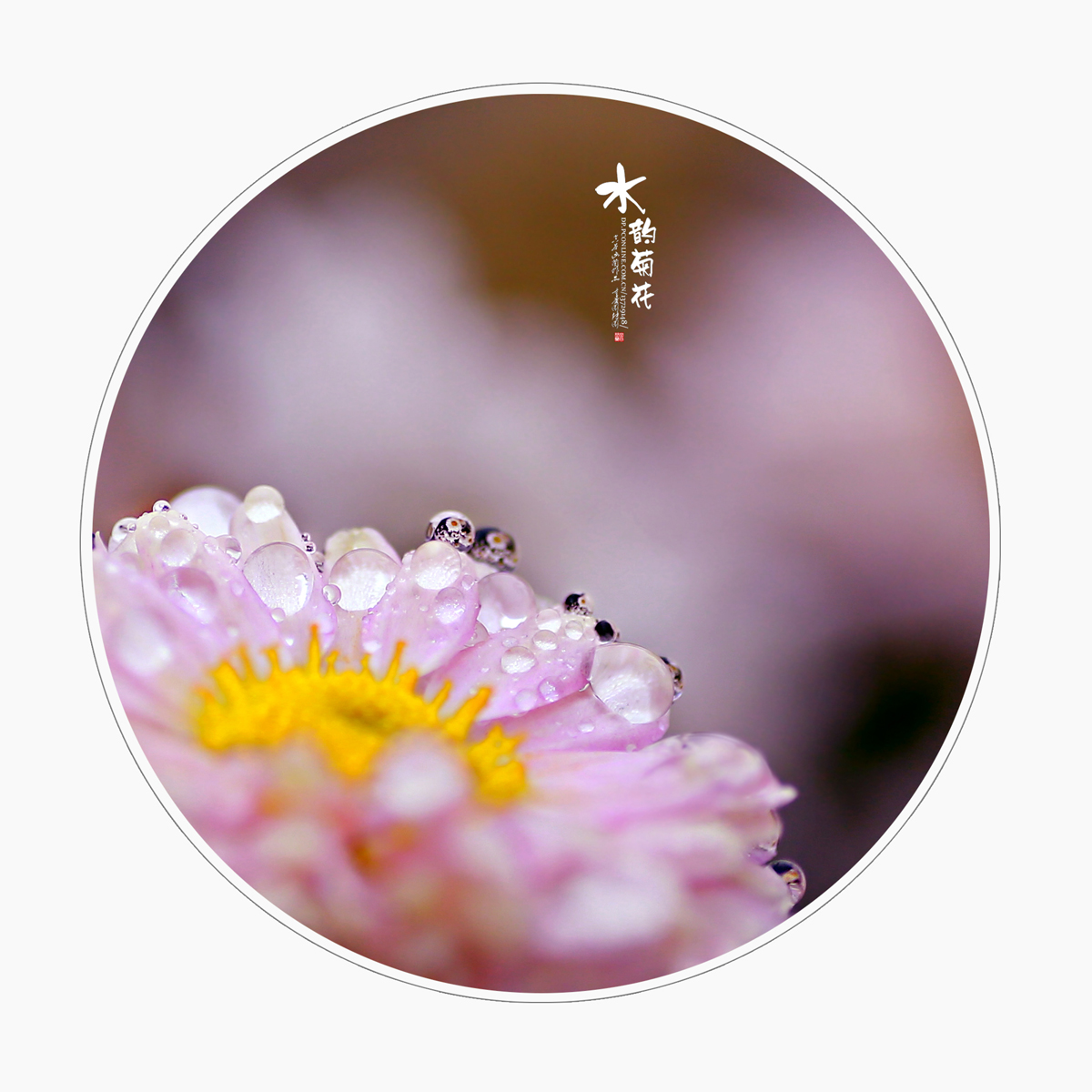 点击大图看下一张：水韵菊花赏析