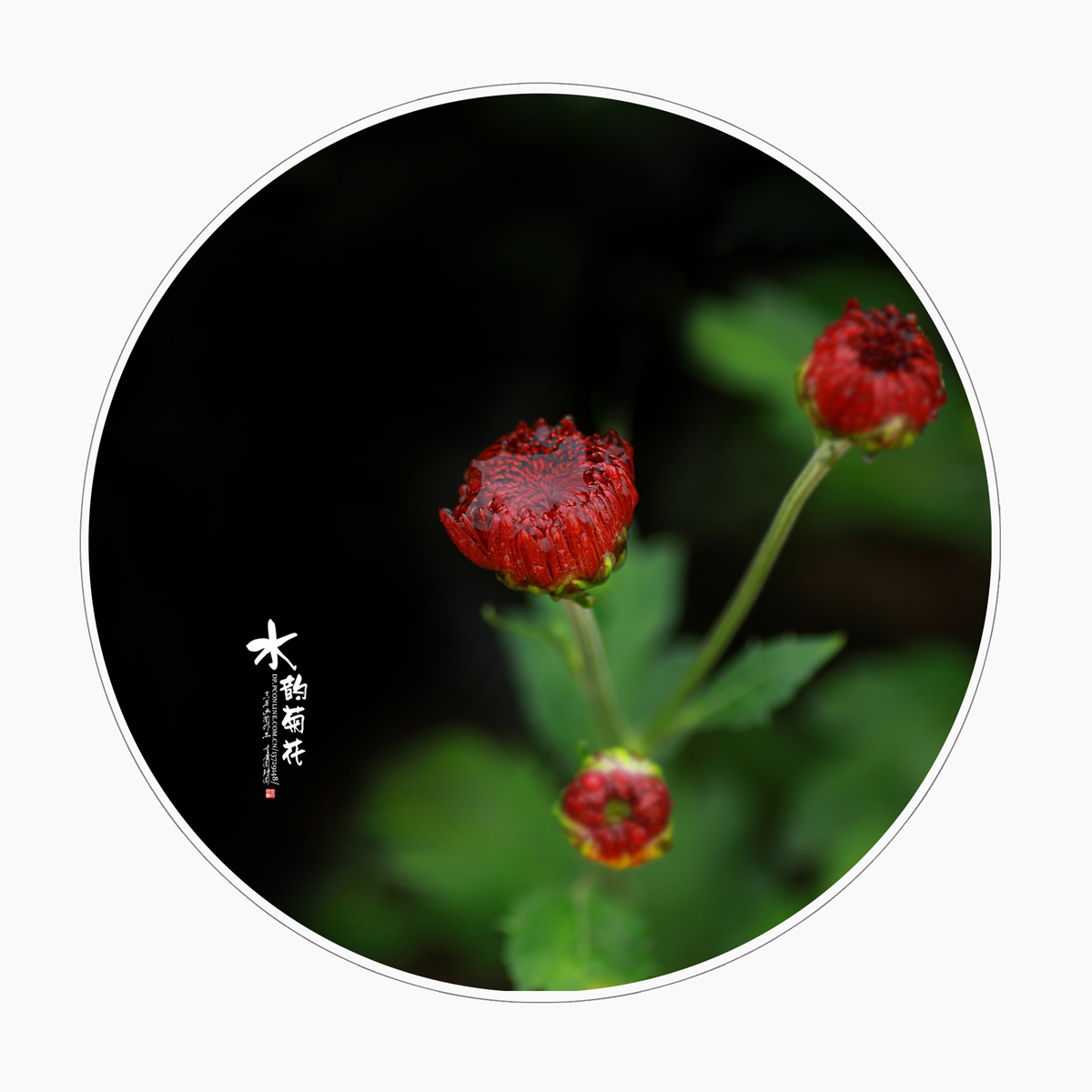 点击大图看下一张：水韵菊花赏析