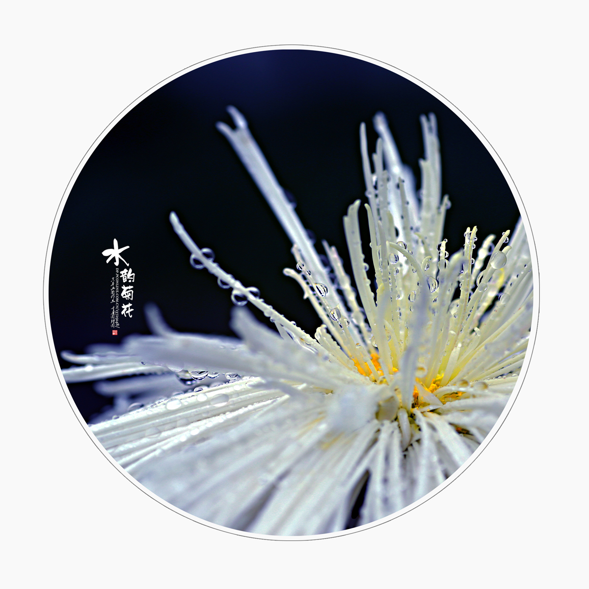 点击大图看下一张：水韵菊花赏析