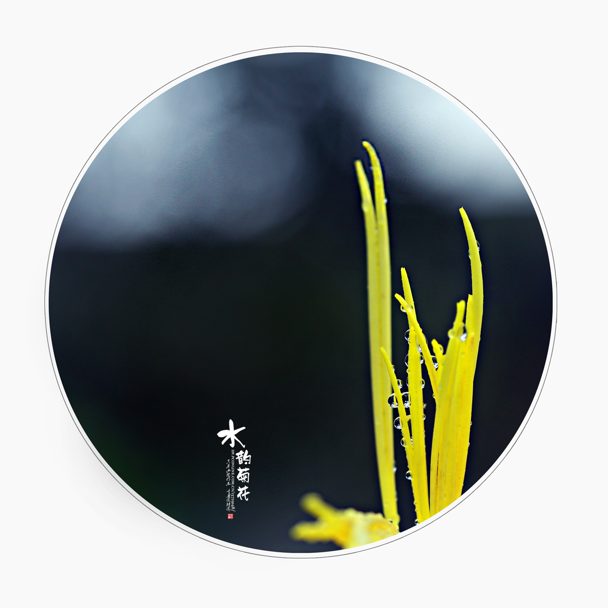 点击大图看下一张：水韵菊花赏析