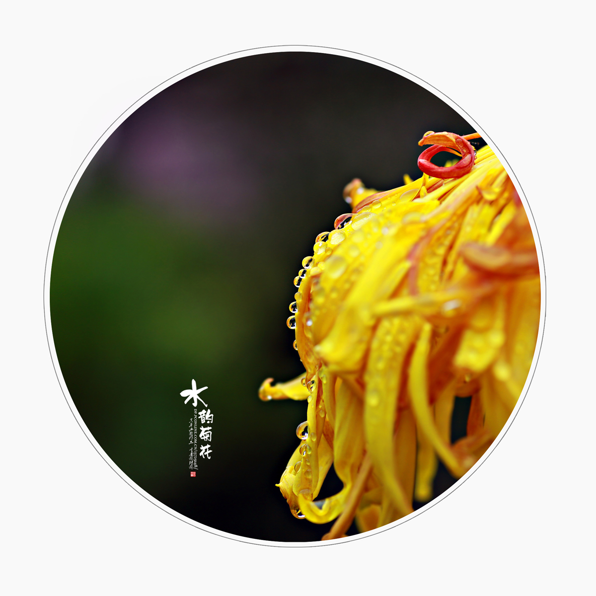 点击大图看下一张：水韵菊花赏析