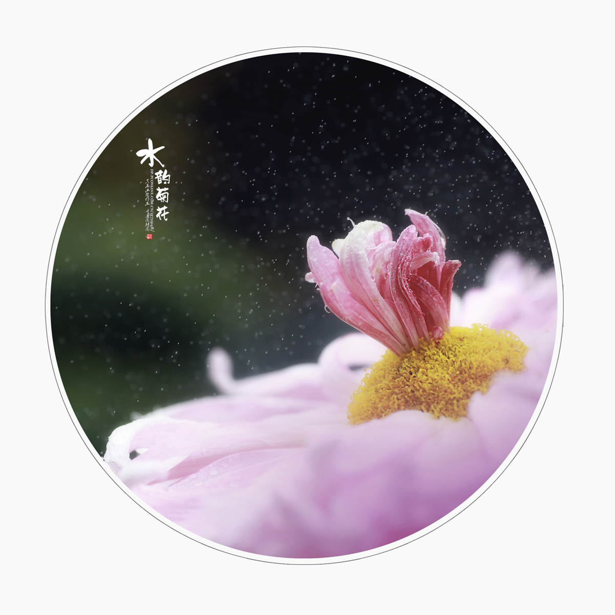 点击大图看下一张：水韵菊花赏析