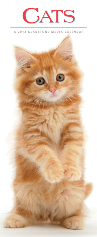点击大图看下一张：可爱小猫的经典摄影作品