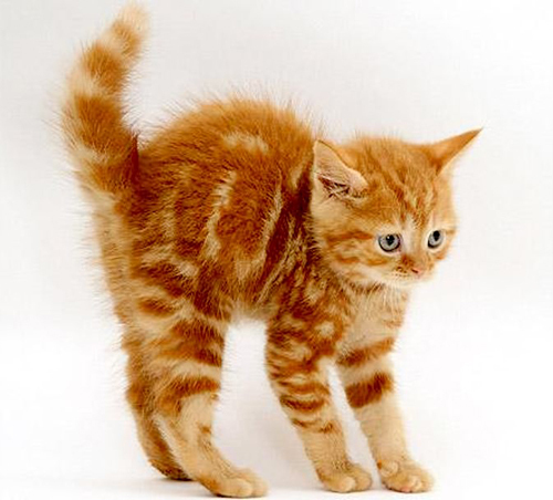 点击大图看下一张：可爱小猫的经典摄影作品