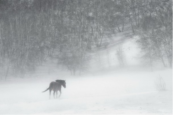 点击大图看下一张：林海雪原中的马