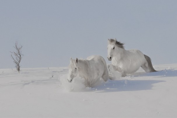点击大图看下一张：林海雪原中的马