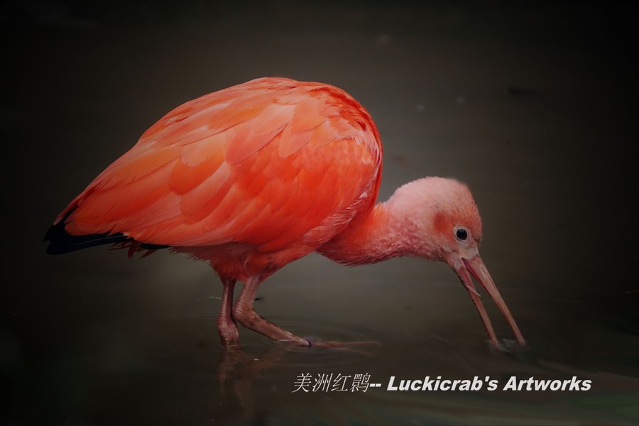 点击大图看下一张：美洲红鹮图片