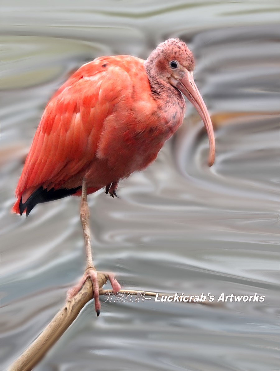 点击大图看下一张：美洲红鹮图片