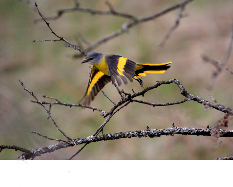 点击大图看下一张：鸟类的慢动作