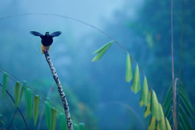 点击大图看下一张：鸟类的美丽风姿
