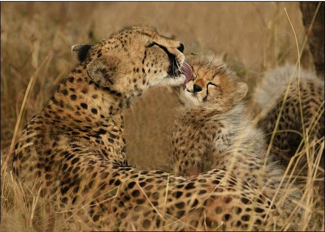 点击大图看下一张：其乐融融的猎豹母子