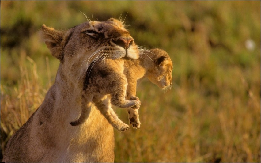 点击大图看下一张：狮子口叼幼子展母性柔情