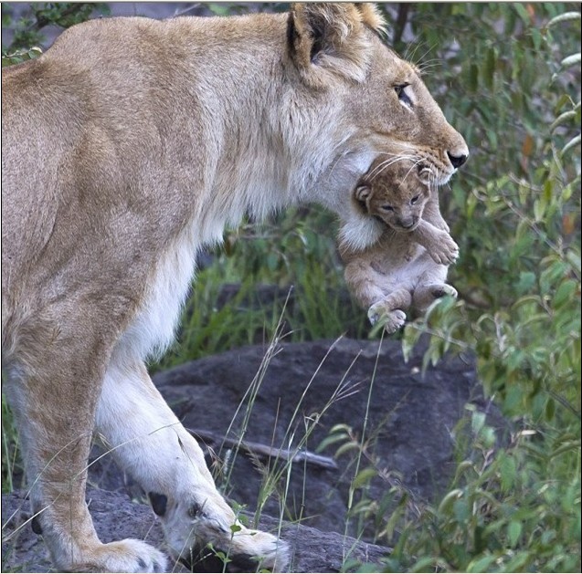 点击大图看下一张：狮子口叼幼子展母性柔情