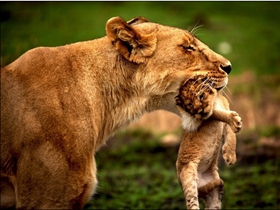 狮子口叼幼子展母性柔情