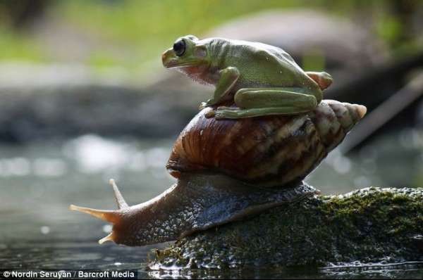 点击大图看下一张：印尼懒青蛙搭蜗牛便车