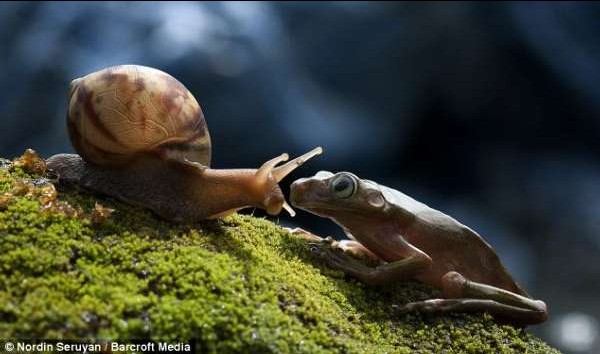 点击大图看下一张：印尼懒青蛙搭蜗牛便车