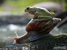 印尼懒青蛙搭蜗牛便车