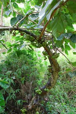 点击大图看下一张：无花果有花吗
