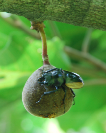 点击大图看下一张：无花果有花吗