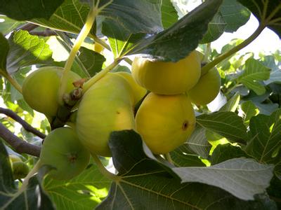 点击大图看下一张：新疆无花果图片