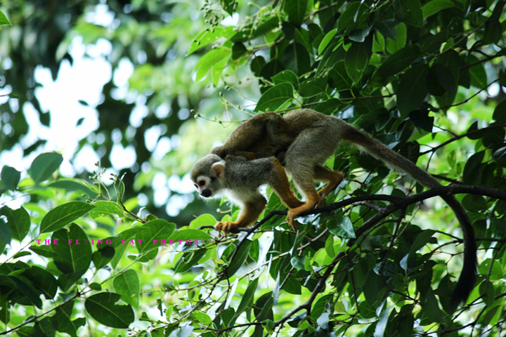 点击大图看下一张：松鼠猴的摄影图片