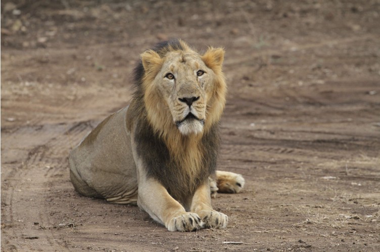 点击大图看下一张：探访印度唯一的亚洲狮子