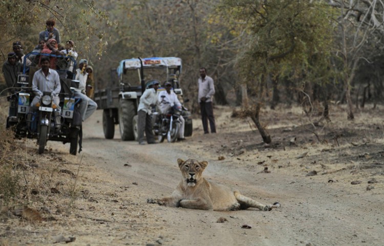 点击大图看下一张：探访印度唯一的亚洲狮子