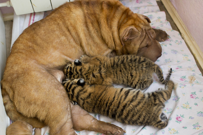 点击大图看下一张：西伯利亚老虎幼崽与猫狗亲密无间