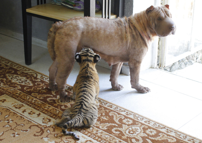 点击大图看下一张：西伯利亚老虎幼崽与猫狗亲密无间