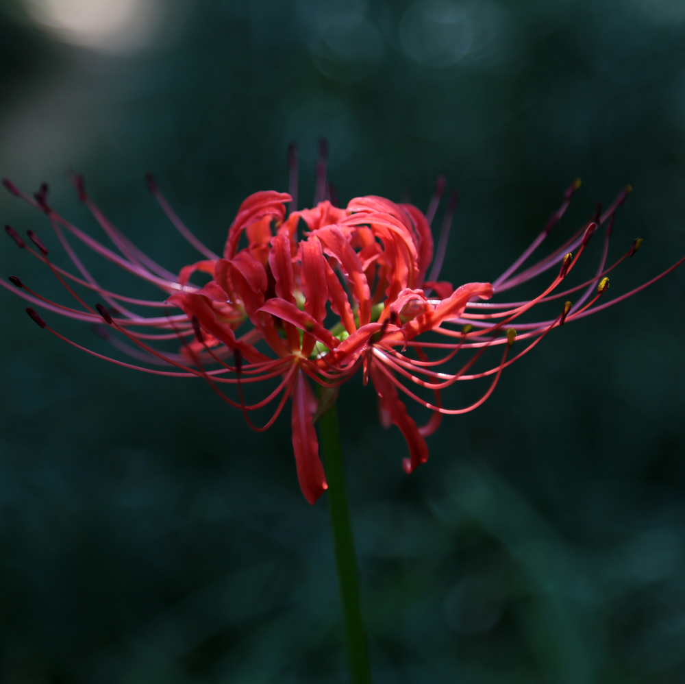 点击大图看下一张：彼岸花的花语