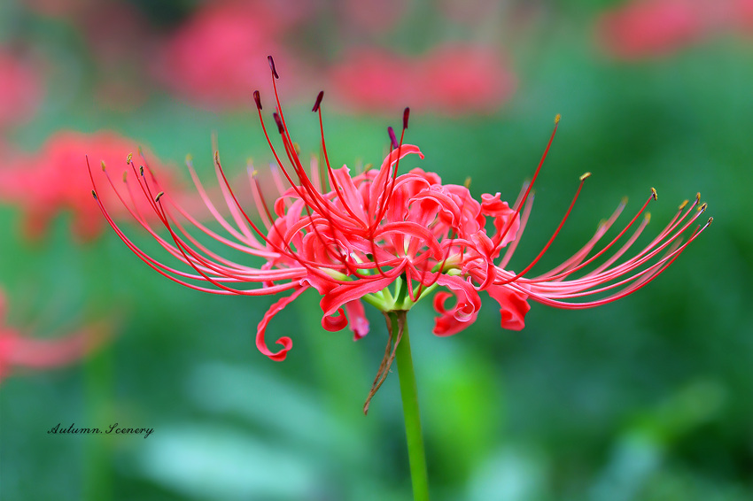 点击大图看下一张：彼岸花又名曼珠沙华图片