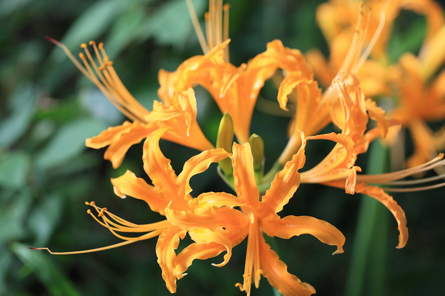 点击大图看下一张:黄色的彼岸花特写图片