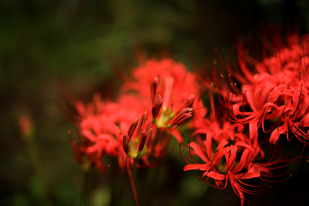 点击大图看下一张：火红的彼岸花图片