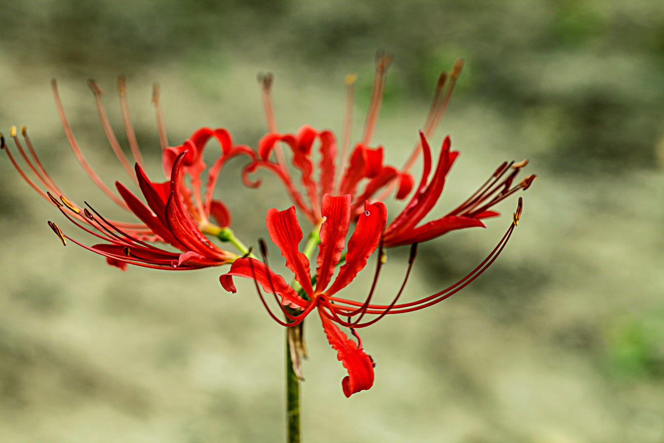 点击大图看下一张：梦幻的彼岸花