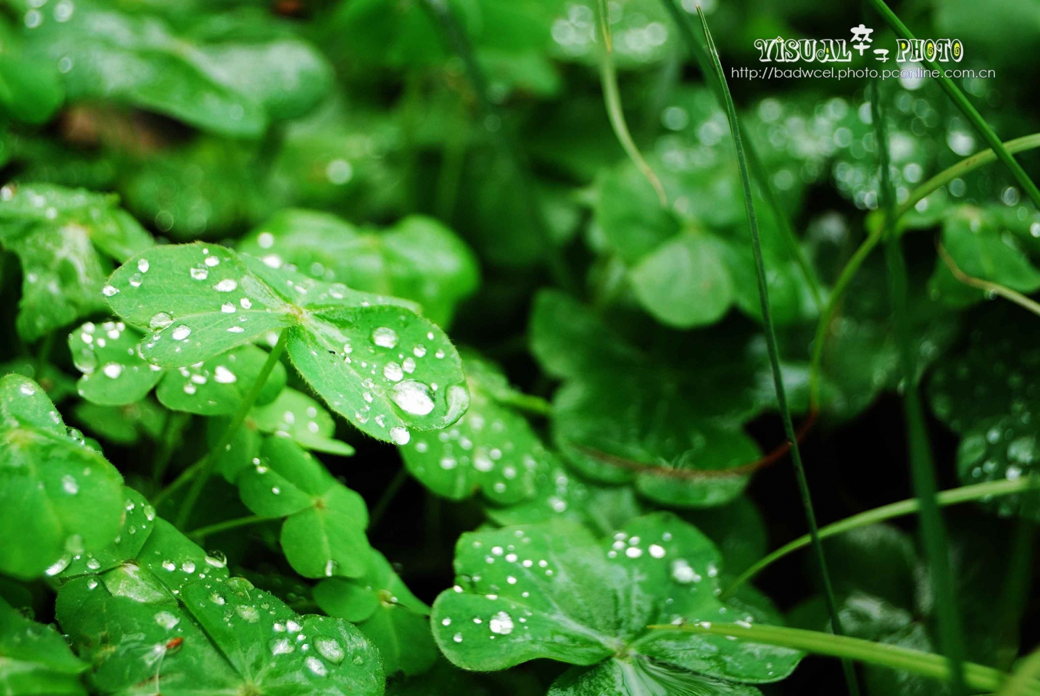 点击大图看下一张：四叶草的传说